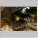 Stylops melittae - Faecherfluegler w02.jpg